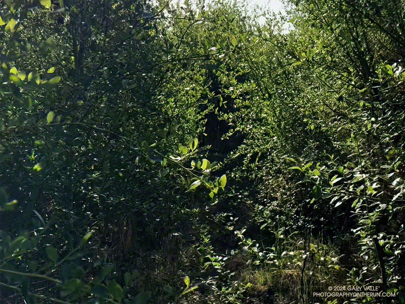 The last time I was on the Phantom Trail is was so overgrown it was difficult to run. October 1, 2023.
