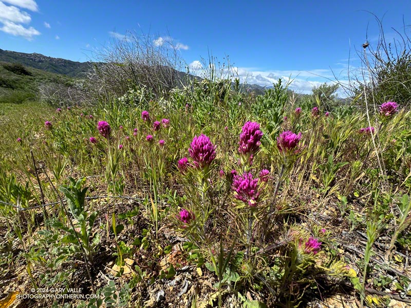 Owl's clover (Castilleja exserta ssp. exserta), a relative of paintbrush, along the Phantom Trail. March 24, 2024.