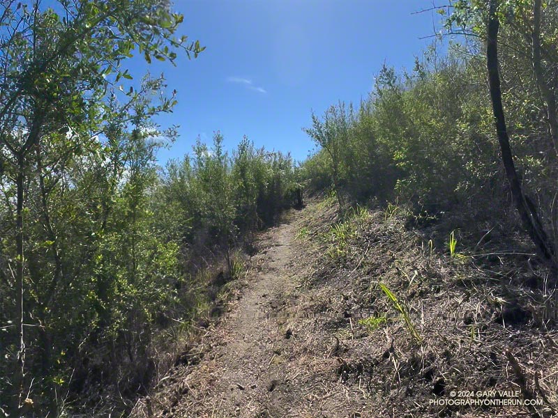 And this what the Phantom Trail looks like after extensive trailwork by the Santa Monica Mountains Trail Council. March 24, 2024.