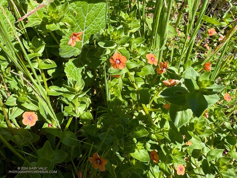 Scarlet pimpernel (Lysimachia arvensis) along the Phantom Trail. March 24, 2024.