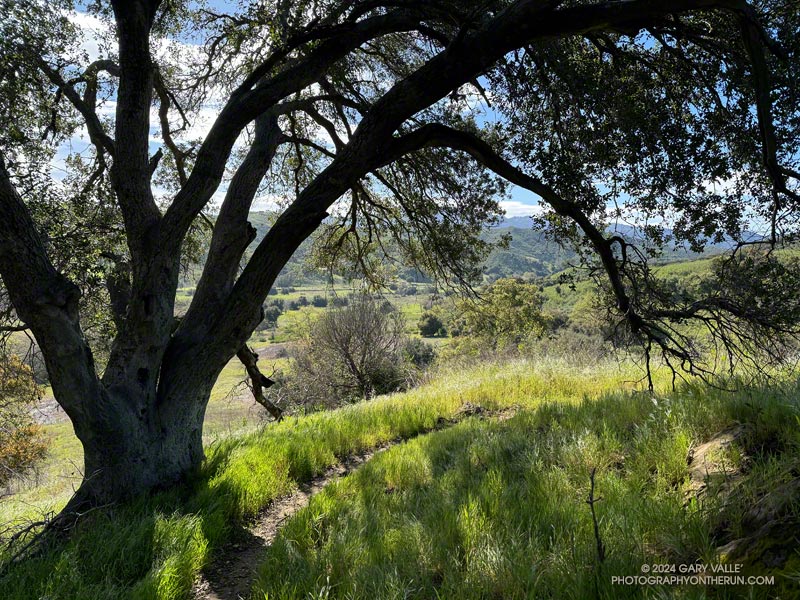 Coast live oak along the Talepop Trail. The Talepop Trail intersects the Las Virgenes Trail/Fire Road below. 