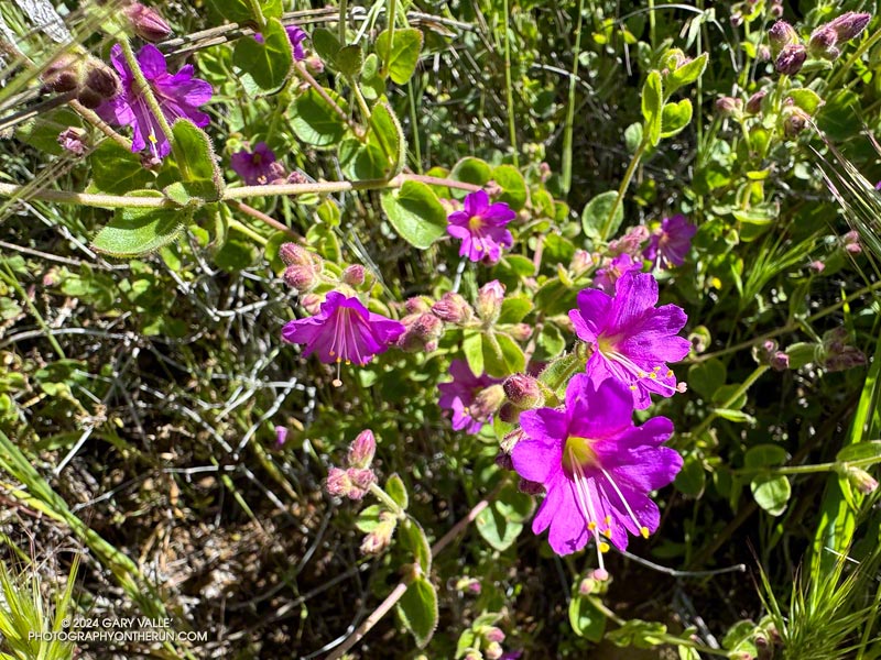 Wishbone bush (Mirabilis laevis var. crassifolia) along the Phantom Trail. March 24, 2024.