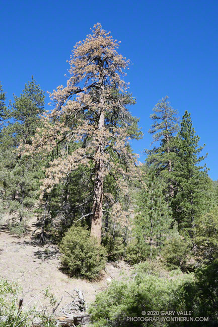 An unusual number of pines on this stretch of the Mesa Spring Trail appeared to be stressed, dying or dead. August 29, 2020.