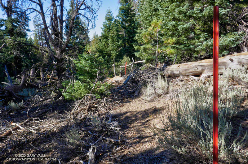 These fence posts mark part of a route around the blocked trail and most of the tree debris. August 29, 2020.