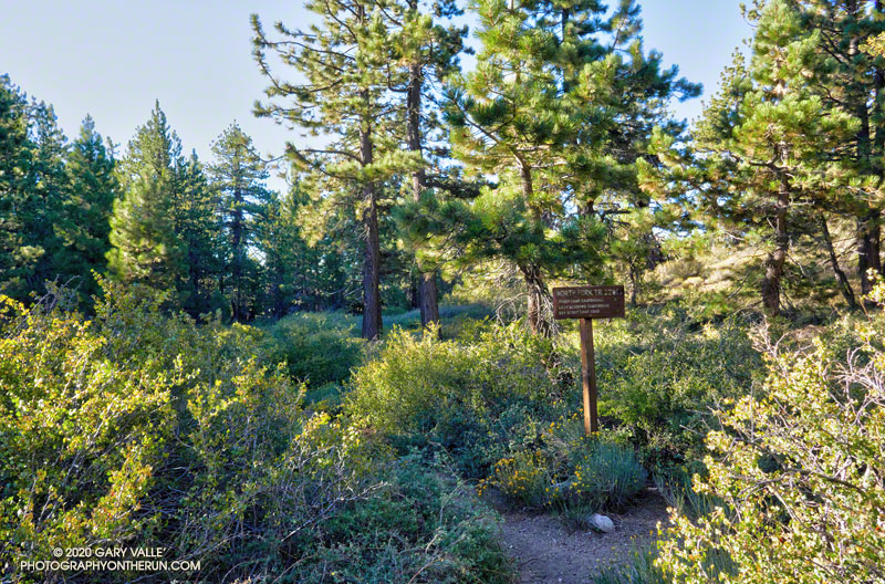 The top of the North Fork Trail. It's a little less than a half mile down to the spring at Sheep Camp. I planned to stop there for water on the way back.