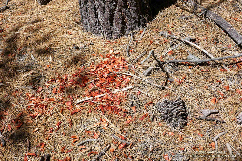 All that remains of a fresh pine cone after its seeds have been deftly removed by a squirrel.