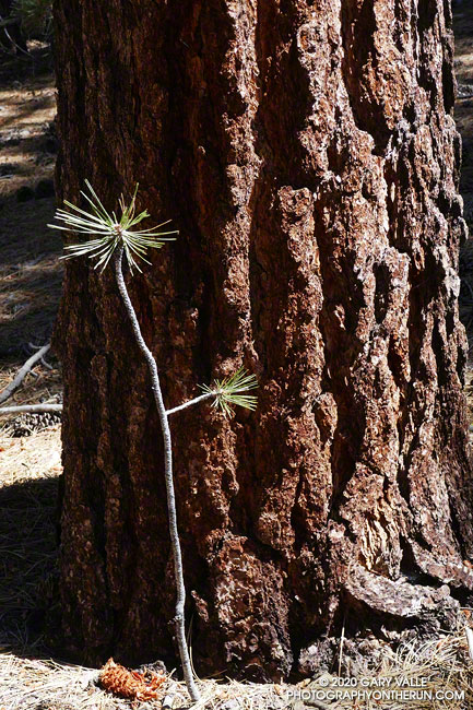 Jeffrey pine and seedling.