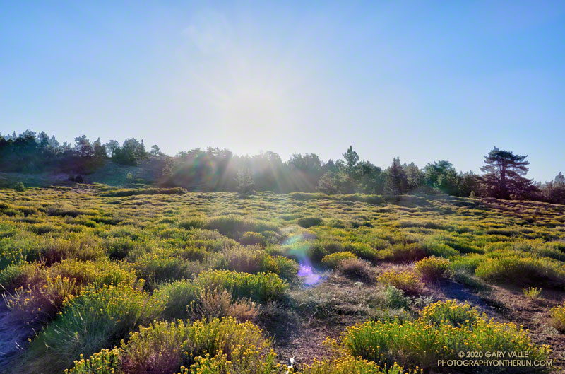 Sunrise on the rabbitbush-covered summit plateau of Mt. Pinos. Elevation is about 8720'. August 29, 2020.