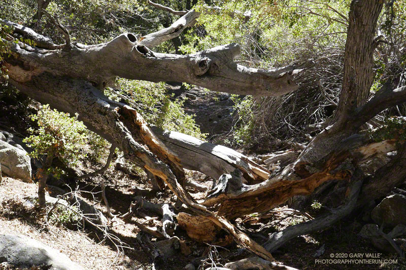 Didn't have to go around this tree. Other than this tree and the large tree about 0.7 mile from the top, most of the trees on the trail could be stepped over. August 29, 2020.