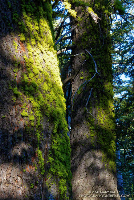 Another species of wolf lichen (Letharia vulpina) on white fir along the Vincent Tumamait Trail, near Grouse Mountain. Elevation is about 8325'. August 29, 2020.