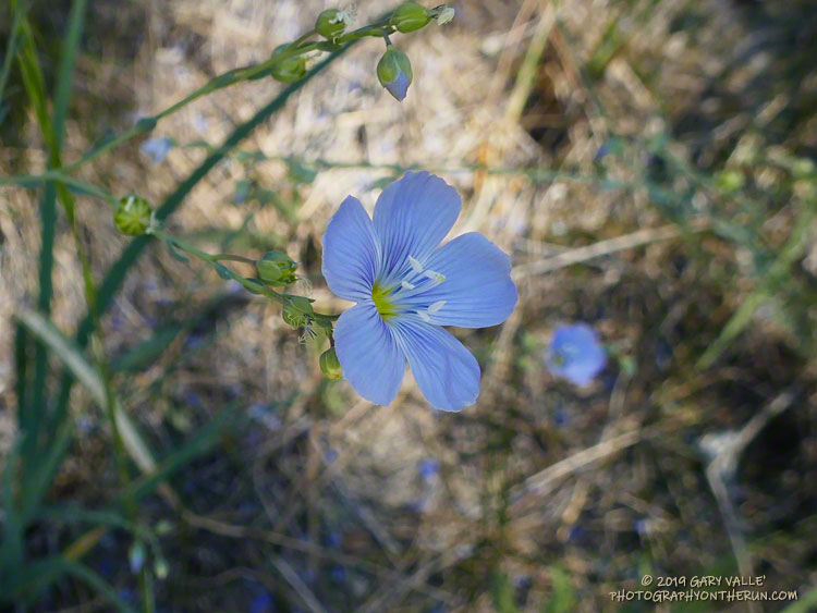 Blue flax (Linum lewisii) at a seep near Sheep Camp. July 20, 2019.