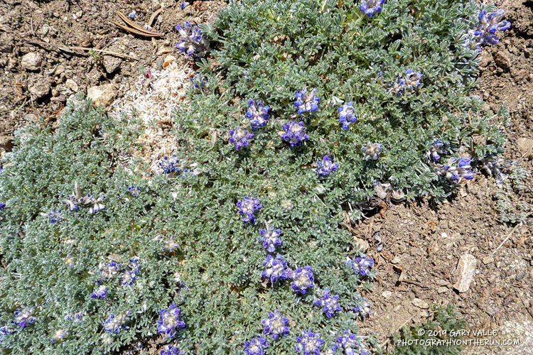 Brewer's lupine (Lupinus breweri) along the Vincent Tumamait Trail, near Condor Summit. July 20, 2019.