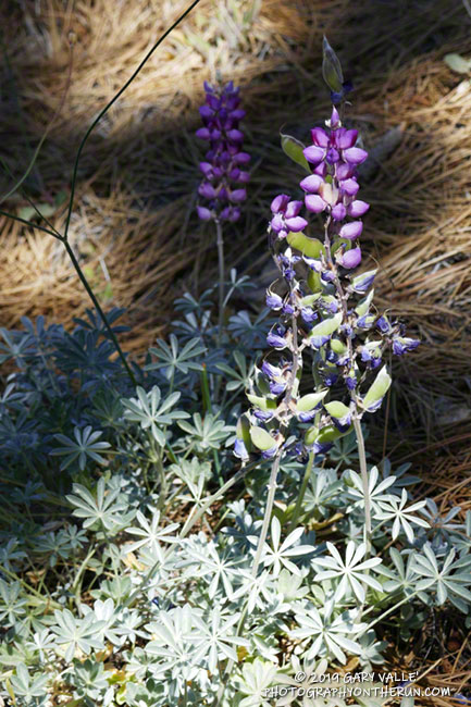 Mountain bush lupine (Lupinus excubitus var. austromontanus) along the Vincent Tumamait Trail, near Mt. Abel (Cerro Noroeste). July 20, 2019.