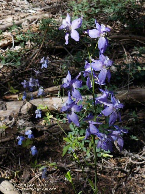 Pine forest larkspur (Delphinium gracilentum) near Grouse Mountain. July 20, 2019.