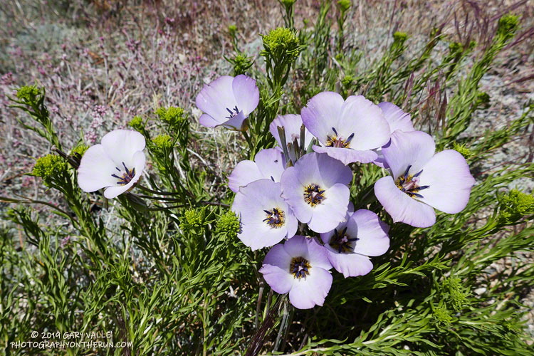 A bouquet of mariposa lilies (Calochortus invenustus) along the Vincent Tumamait Trail, near Condor Summit.. July 20, 2019.