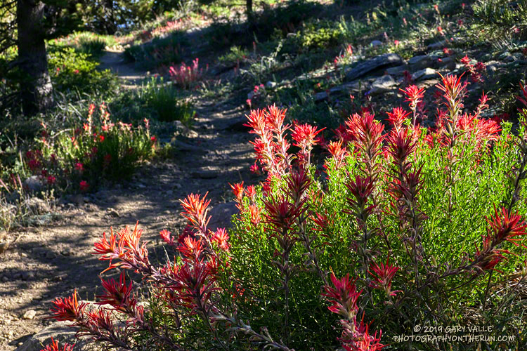 Martin's paintbrush (Castilleja applegatei ssp. martini) along the the Vincent Tumamait Trail, near Mt. Pinos. July 20, 2019.