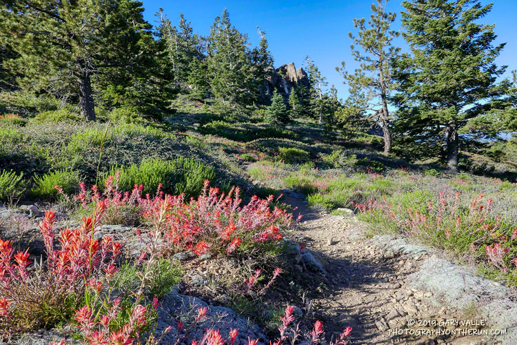 Morning on the Vincent Tumamait Trail, near the eastern border of the Chumash Wilderness, below Mt. Pinos. July 20, 2019.