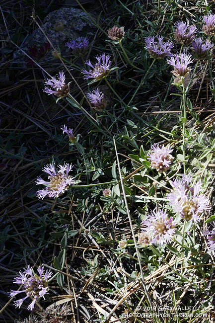 Narrowleaf Monardella (Monardella linoides) was more prevalent along the trail near Grouse Mountain than during our recent string of dry years. The subspecies found in this area (ssp. oblonga) has a California Rare Plant Rank of 1B.3 -- rare, threatened, or endangered in CA and elsewhere.