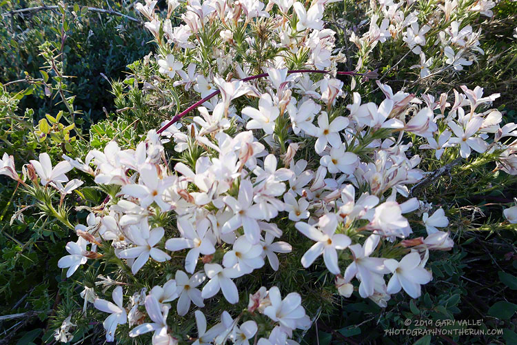 Granite prickly phlox (Linanthus pungens) on the slopes of Mt. Pinos. July 20, 2019.