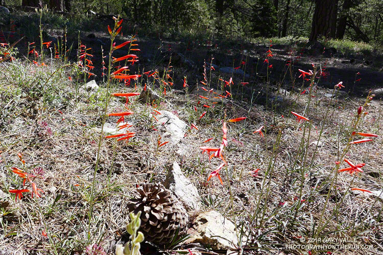 San Gabriel beardtongue (Penstemon labrosus) on Grouse Mountain. July 20, 2019.