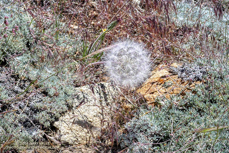 Seed head of the annual mountain dandelion (Agoseris heterophylla) near Condor Summit. July 20, 2019.