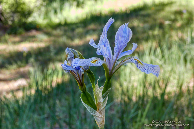 Western blue flag (Iris missouriensis) at Sheep Camp. July 20, 2019.