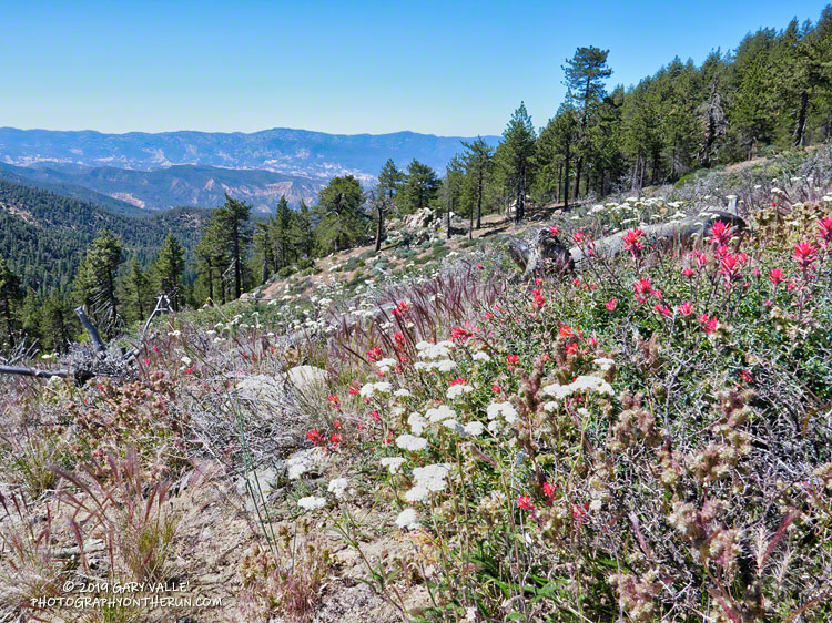 Yarrow and paintbrush along the Vincent Tumamait Trail near Mt. Abel (Cerro Noroeste) Rd. July 20, 2019.