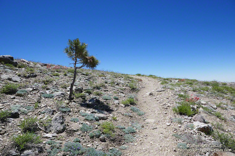 Young pine near the top of the Vincent Tumamait Trail, below Condor Summit, on Mt. Pinos. July 20, 2019.
