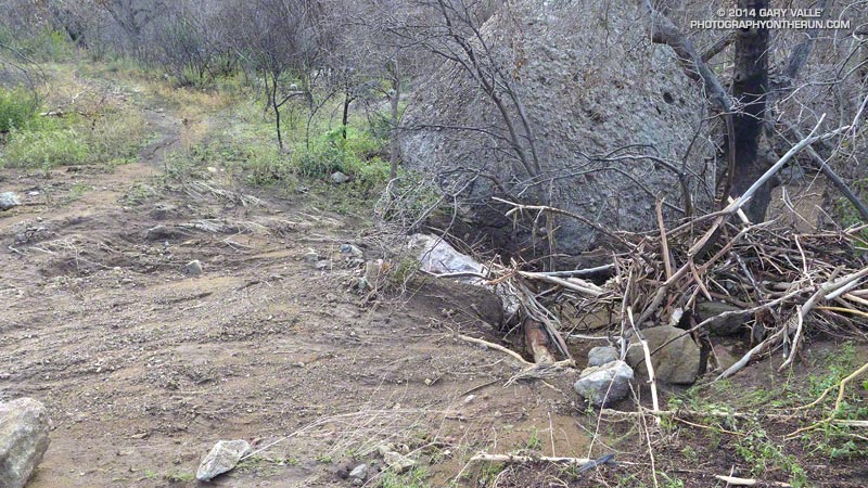 Flow across the Blue Canyon Trail from a tributary ravine. Debris is indicative of the speed and depth of the flow.