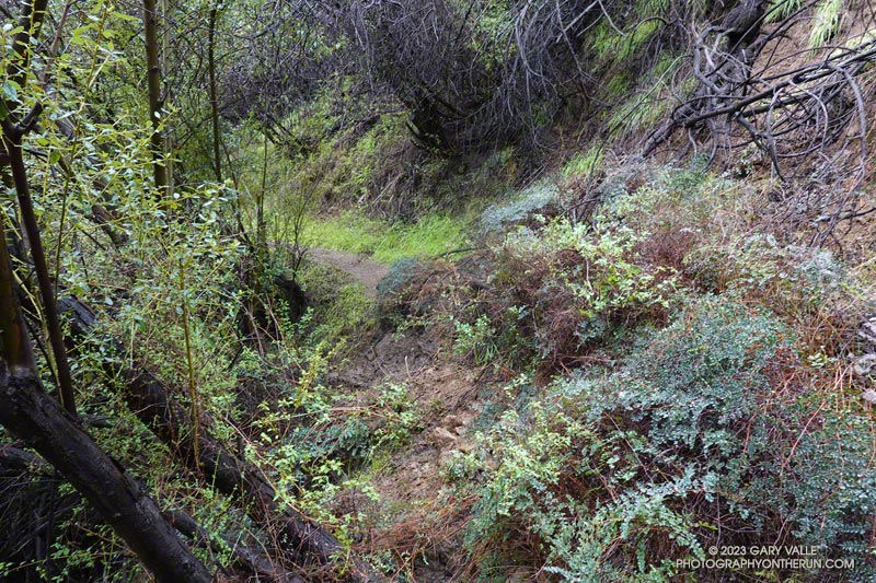 Brush slide on the Garapito Trail.  January 15, 2023.