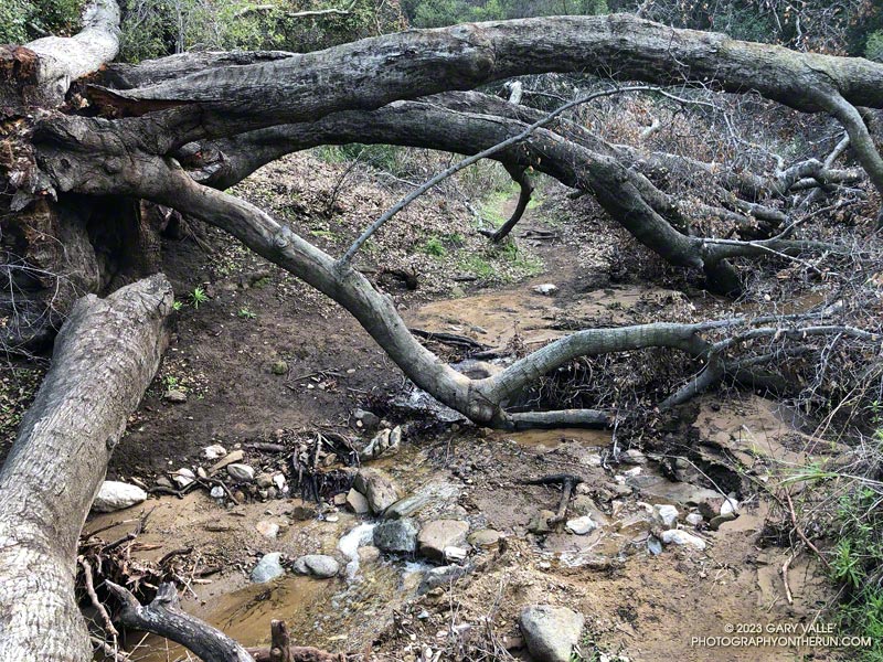 Creek crossing -- tributary of Garapito Creek on January 8, 2023.
