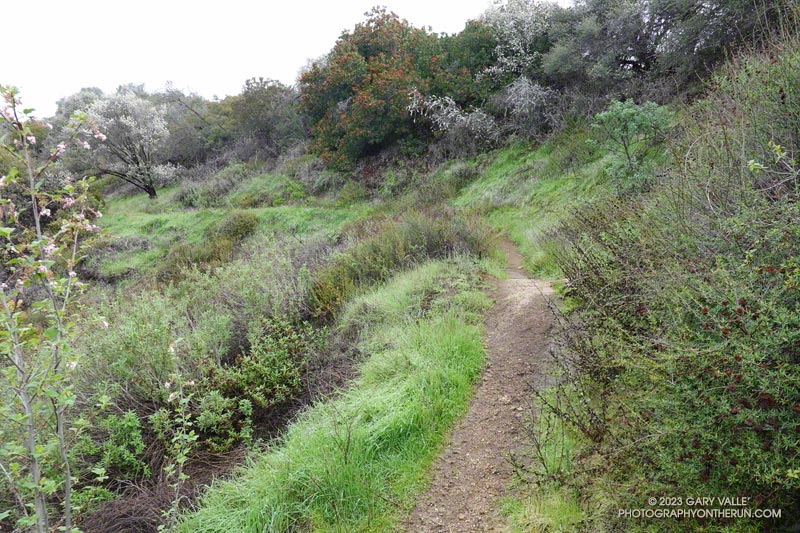 Headwall along uphill side of the Garapito Trail from a large slump/slide in 2005.