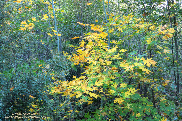 Bigleaf Maple along the Gabrielino Trail.