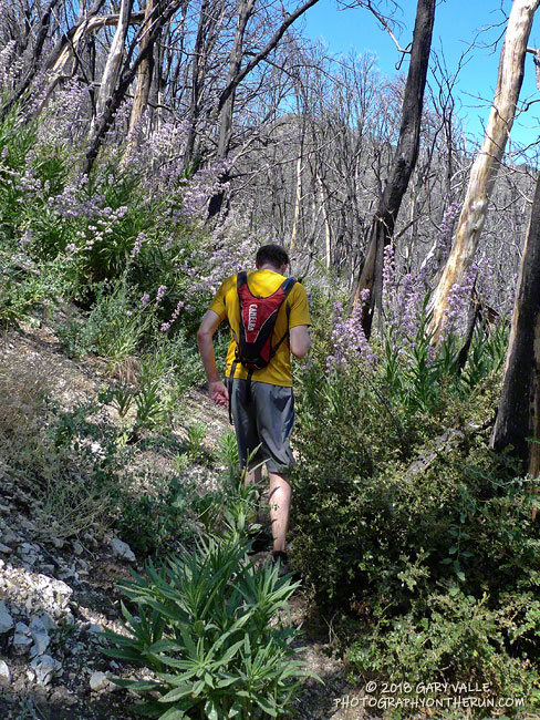 In 2012 the Gabrielino Trail between West Fork and the Kenyon Devore Trail was lined with Poodledog Bush. I didn't see any on this stretch today. 