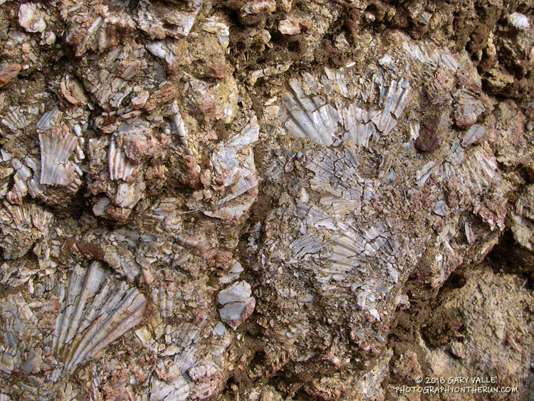 Matrix of scallop shells in the road cut at "Fossil Point." This is at the top of the very steep climb on Rocky Peak Road at about mile 25 of the 50K.
