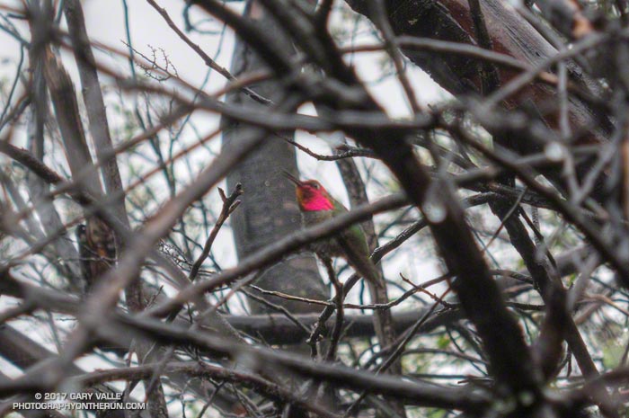 An Anna hummingbird's iridescent colors seem especially bright on a cloudy, rainy day.