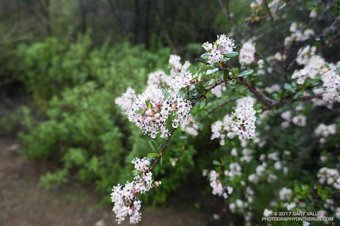 Bigpod Ceanothus is generally one of the first species of Ceanothus to bloom during the rainy season. February 4, 2017.