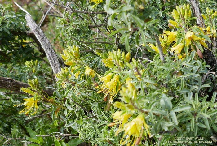 Bladderpod along the Mugu Peak Trail. February 4, 2017.