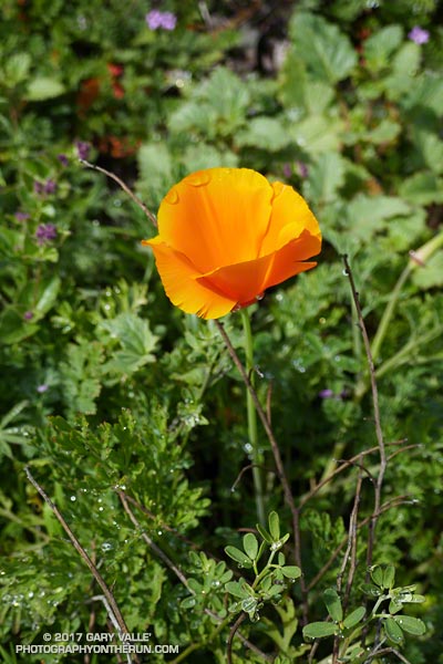 California poppy (Eschscholzia californica) along the Mugu Peak Trail.  February 4, 2017.
