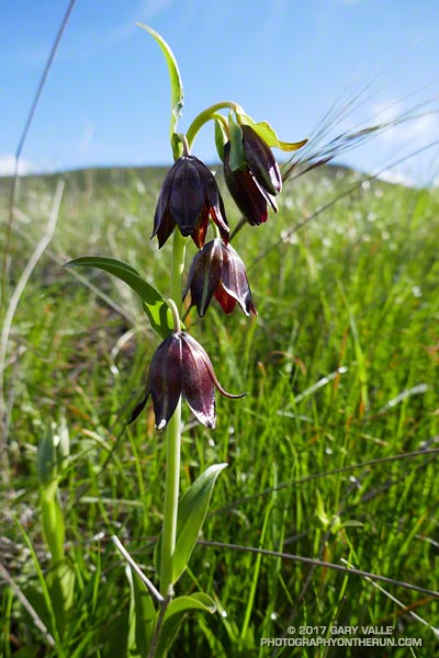 Chocolate lily (Fritillaria biflora var. biflora) in La Jolla Valley.  February 4, 2017.