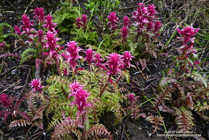 Indian warrior (Pedicularis densiflora) along the Old Boney Trail in Pt. Mugu State Park. February 4, 2017.