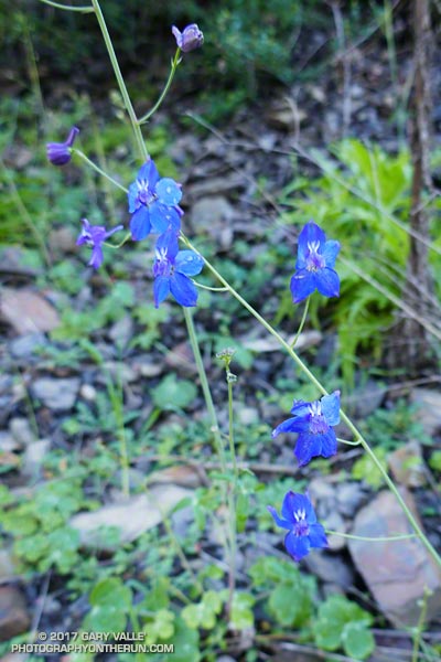 Parry's Larkspur (Delphinium parryi ssp. parryi ) along the Upper Sycamore Trail  in  Pt. Mugu State Park. February 4, 2017.