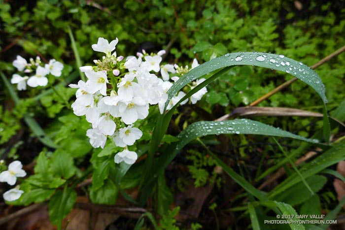 Milkmaids (Cardamine californica) along the Serrano Canyon Trail in  Pt. Mugu State Park. February 4, 2017.