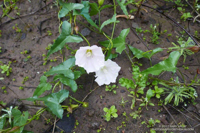 Morning-glory (Calystegia spp.) along the Old Boney Trail in Blue Canyon  in Pt. Mugu State Park.