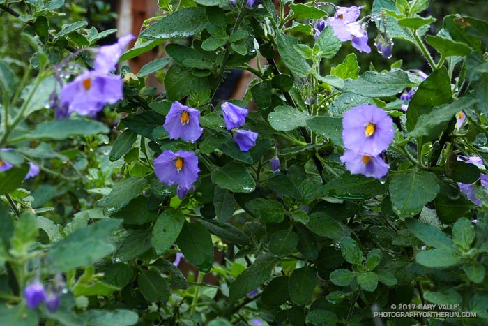 Purple nightshade (Solanum xanti )  along the Old Boney Trail in Pt. Mugu State Park.