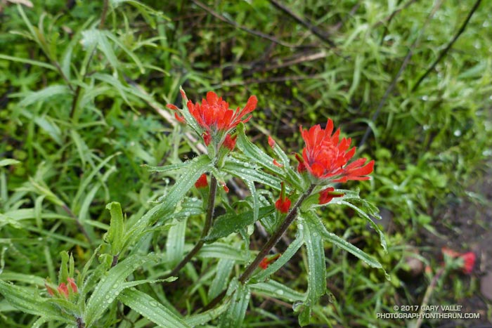 Paintbrush (Castilleja affinis)  along the Old Boney Trail in Pt. Mugu State Park.