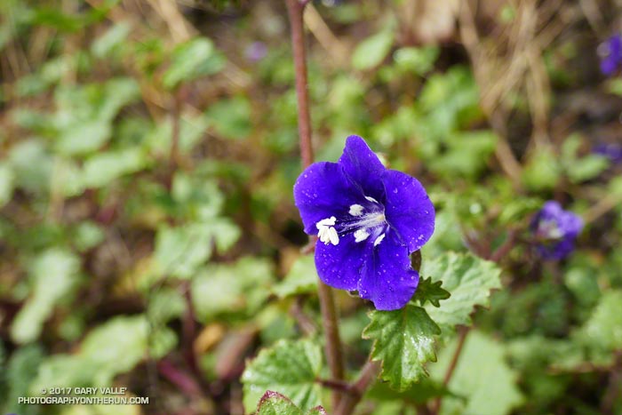 Parry's Phacelia.