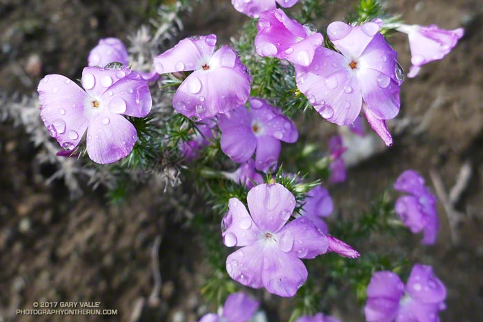 Prickly phlox (Linanthus californicus) along the Wood Canyon Vista Trail.  February 4, 2017.