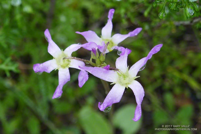 Nodding flowers of Padre's shooting star (Primula clevelandii)  photographed from above.