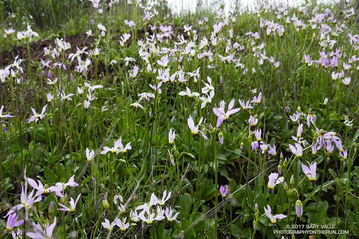 Padre's shooting stars (Primula clevelandii) in La Jolla Valley in  Pt. Mugu State Park.